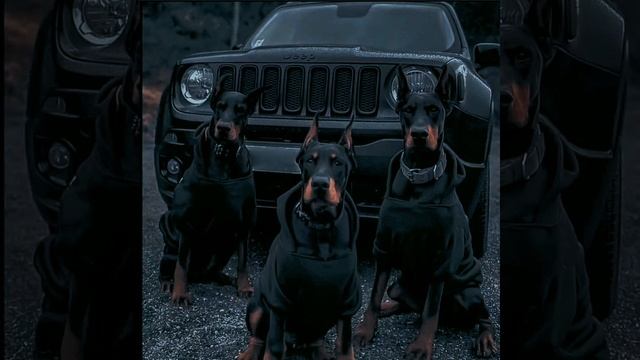 Каспийский Груз - Доедешь - пиши #каспийскийгруз #гиопика #вор смотреть онлайн