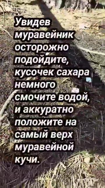 обряд на муравейник