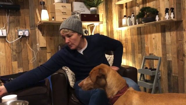 Adopting a Rescue Dog - A Healthy Diet смотреть онлайн