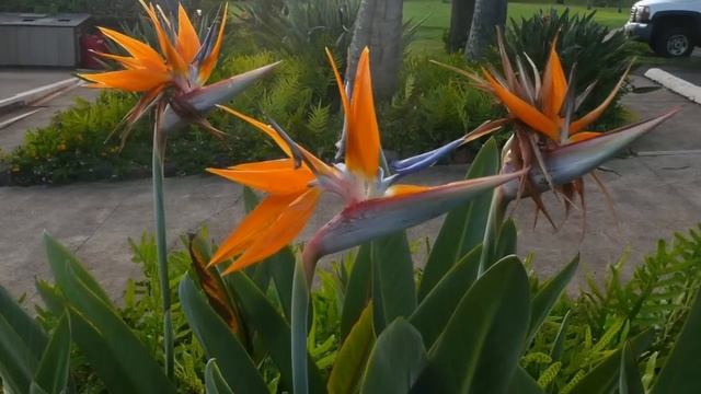 Talk Story - My Molokai