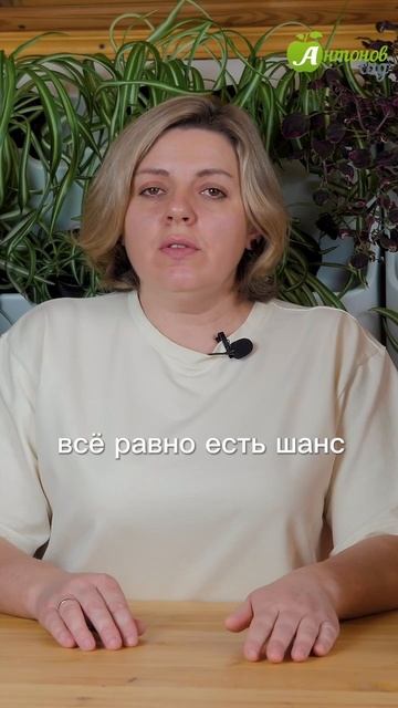 Как избавиться от белокрылки? смотреть онлайн