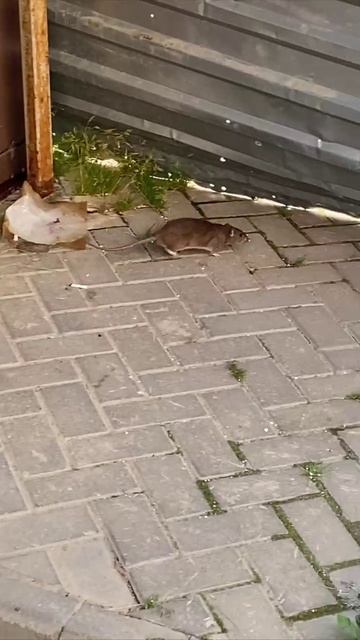 ✔ Знакомьтесь! Крыса серая, водопроводная.❌