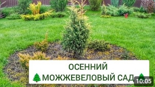 ОСЕННИЙ 🌲МОЖЖЕВЕЛОВЫЙ САД🌲. 1.11.2024г. смотреть онлайн