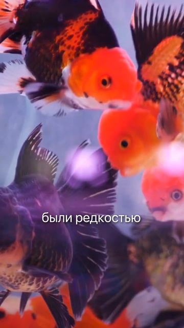 РАЗОБЛАЧАЕМ МИФ: почему золотая рыбка — символ удачи? #рыба #аквариум #бизнес #бизнесидеи #узв смотреть онлайн