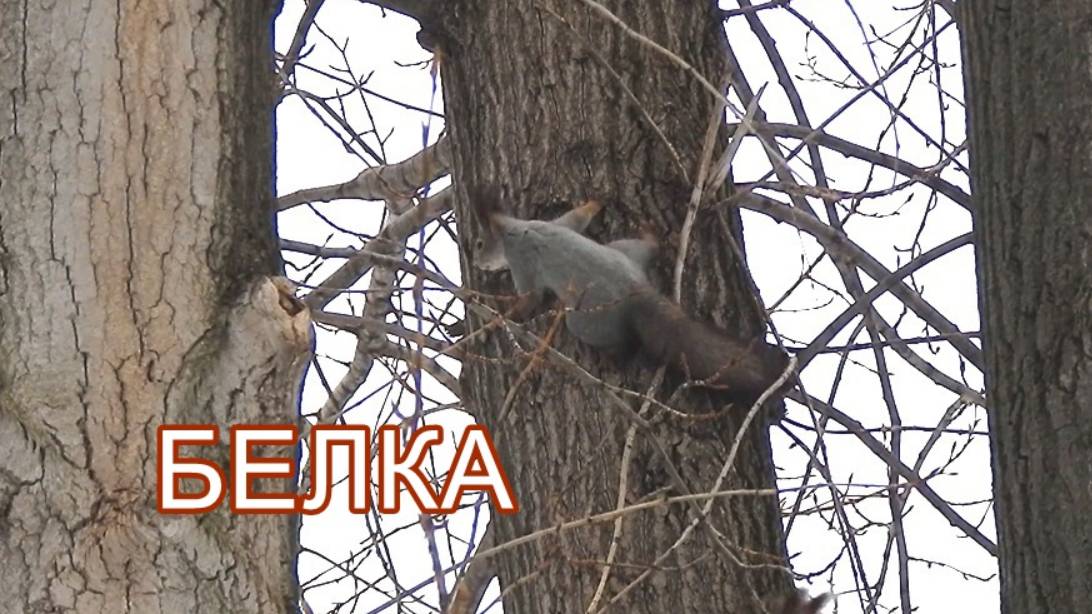 Рыжие белки играют зимой в парке. Беличьи догонялки.
