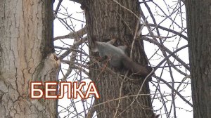 Рыжие белки играют зимой в парке. Игры белок на дереве.