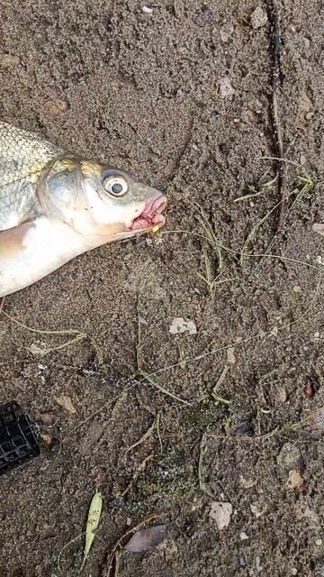 Рыбалка на леща на реке Самарка, фидер, донки #рыбалка #fishing #фидер #рыба #лещнафидер смотреть онлайн