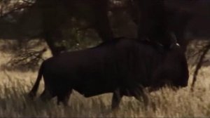 Поместье сурикат 4 сезон 12 серия «Один дома» (документальный сериал, 2005)