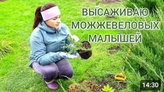 ВЫСАЖИВАЮ МОЖЖЕВЕЛОВЫХ МАЛЫШЕЙ. 27.10.2024г. смотреть онлайн