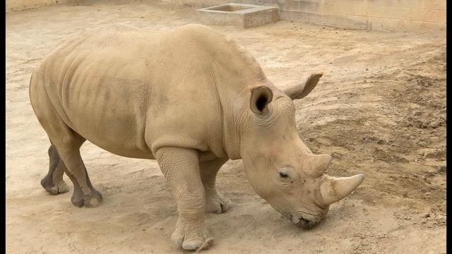 REMEMBERING THE NORTHERN WHITE RHINO смотреть онлайн
