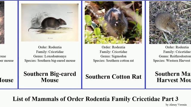 List Of Mammals Of Order Rodentia Family Cricetidae Part 3 Vole Mouse Rat Southern Northern Tree