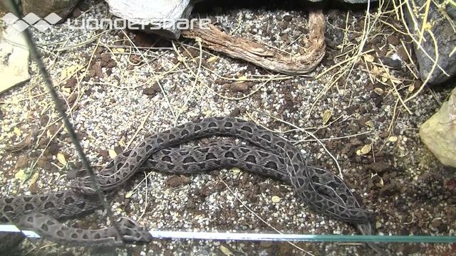 Bitis atropos courtship 2 смотреть онлайн