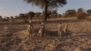 Поместье сурикат 4 сезон 5 серия «Знак Зорро» (документальный сериал, 2005)