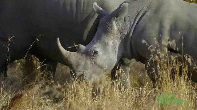 White Rhino vs Black Rhino | Love Nature смотреть онлайн