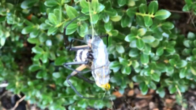 Yellow garden spider (Argiope aurantia) feeding смотреть онлайн