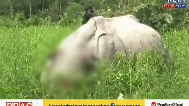 International Rhino poacher arrested from Guwahati смотреть онлайн