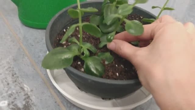 Новый домик для каланхоэ, обрезка и посадка.