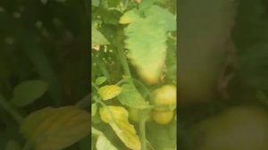 томат Мануза