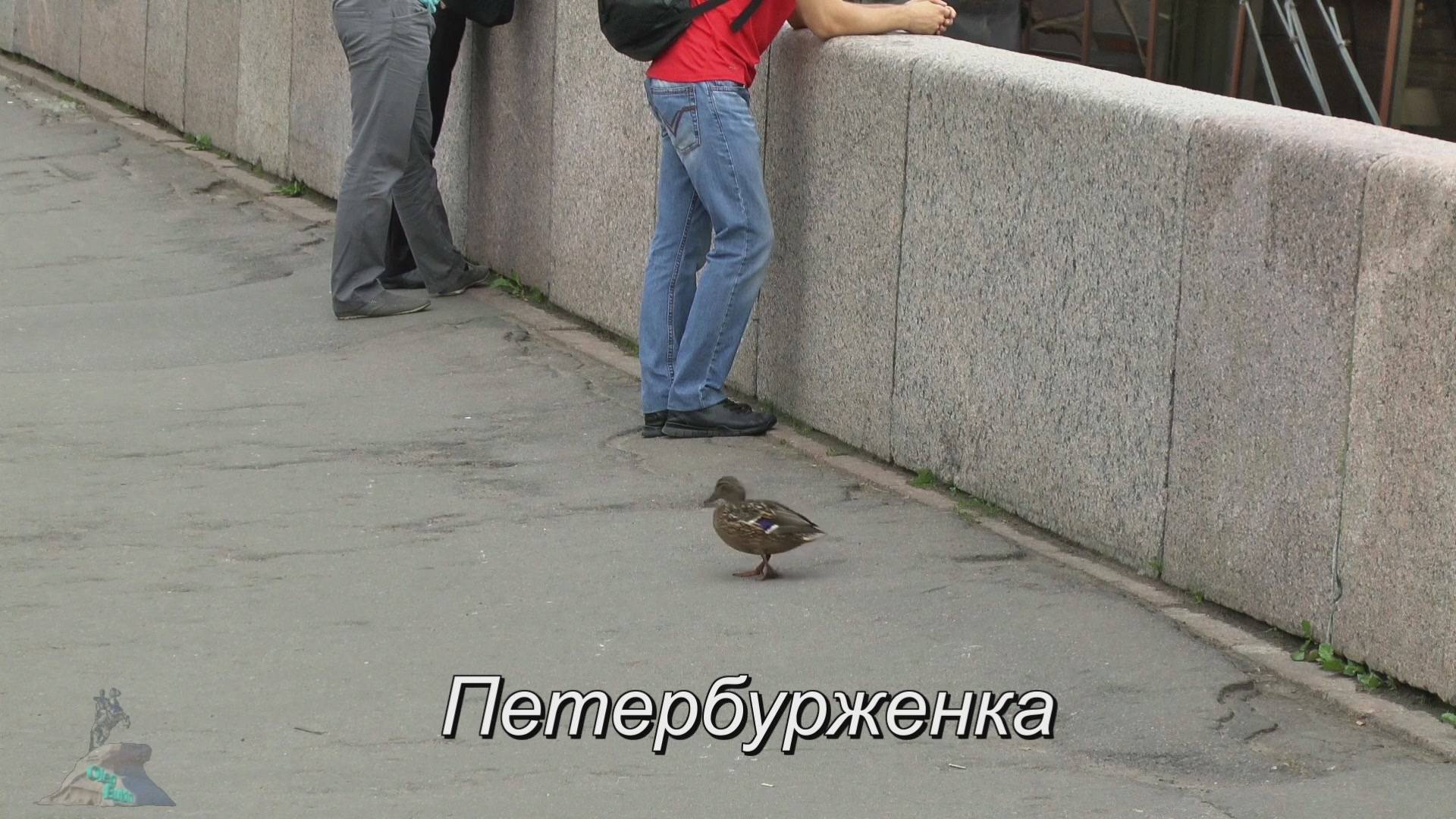 Петербурженка смотреть онлайн