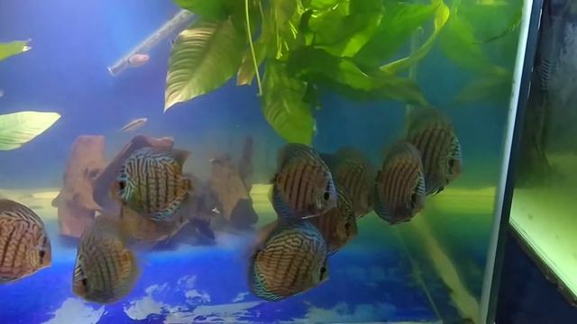 discus fish love смотреть онлайн