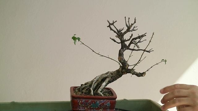 Gmelina hystrix - Comenzar de nuevo – Amabi Bonsai Tropical Puerto Rico смотреть онлайн
