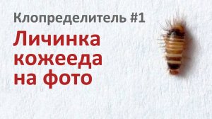 Личинка кожееда на фото - узнайте вредителя в вашем доме | Клопределитель #1