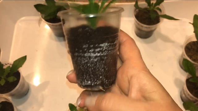 Результат! Остеоспермум размножение черенками