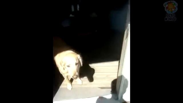 КОТЫ ПРИКОЛЫ СОБАКИ ПРИКОЛЫ ТОП САМЫХ СМЕШНЫХ смотреть онлайн