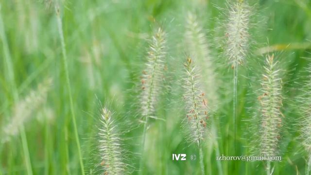 Spikelets of grass swaying in the wind смотреть онлайн