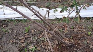 Как обрезать ежевику весной