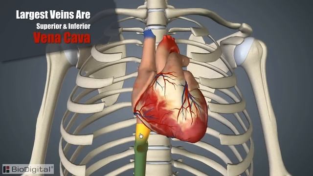 Cardiovascular System In Under 10 Minutes смотреть онлайн