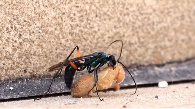 Spider Hunting Wasp