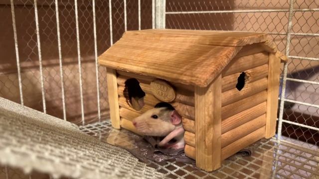 Переселяю крыс в новую клетку ❗️обустройство клетки для крыс 🐀