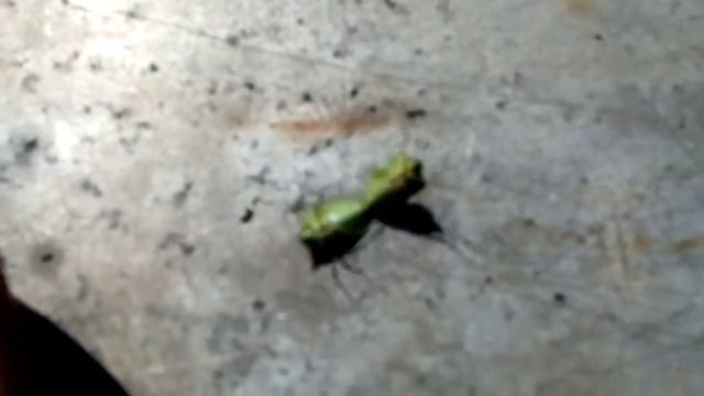 Zöld vándor poloska смотреть онлайн