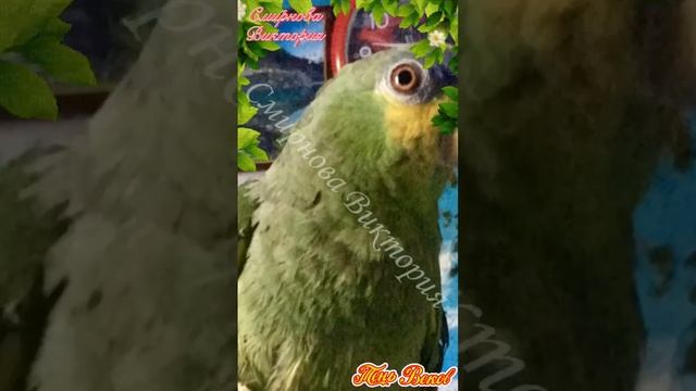 Говорящий Амазон✨Мой любимый попугай🕊Амазон💖
