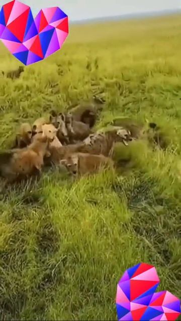 Hyenas Bite Lion #animal #animals #lion #shorts #hyena #attack #hyenas