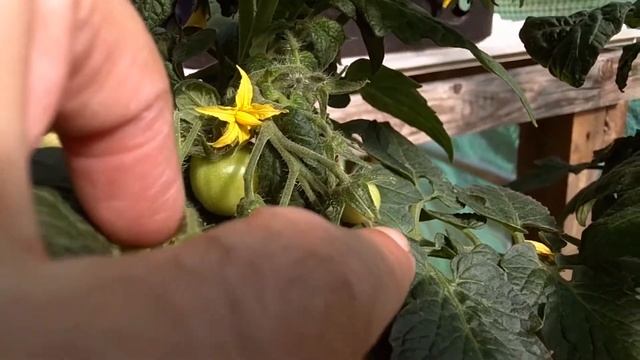 Neat 'n Sweet Tomatoes (Lemon Sherbert, Red Rubin, Totem) смотреть онлайн