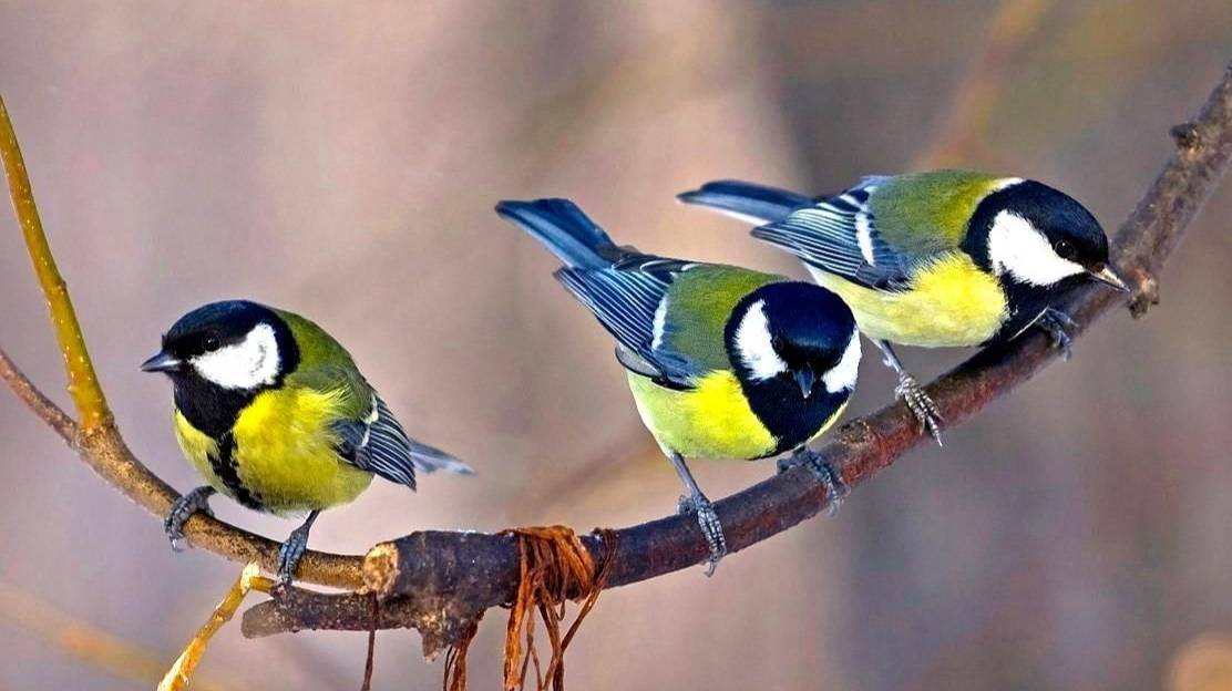 КАК ОПРЕДЕЛИТЬ ПОЛ СИНИЦЫ ОЧЕНЬ ПРОСТО смотреть онлайн