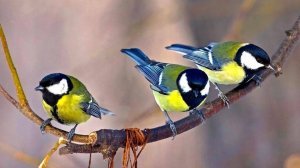 КАК ОПРЕДЕЛИТЬ ПОЛ СИНИЦЫ ОЧЕНЬ ПРОСТО