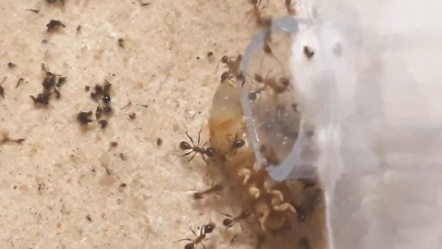Deménagement et nourrissage des Pheidole yeensis ! смотреть онлайн