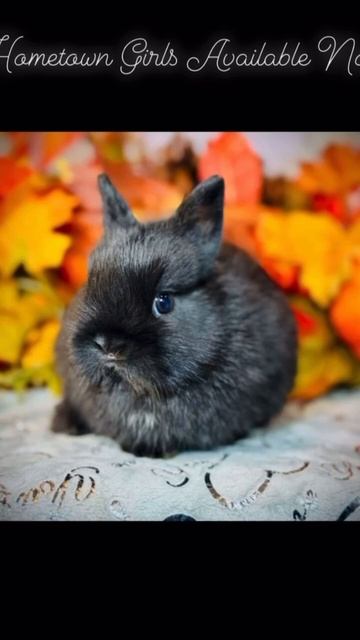 Cutest Netherland Dwarf Babies Ever Available Now #viral #viralvideo #BrookesBunnyFarm #netherlands
