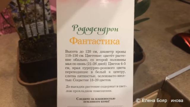 САЖЕНЦЫ РОДОДЕНДРОНА ЧУБУШНИКА 21.02.18