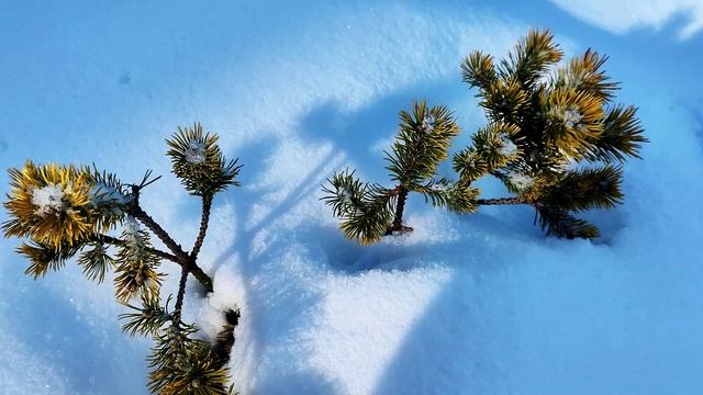 Зимний обзор хвойного сада