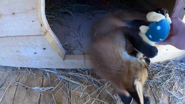 FOX РЫЖАЯ БЕССТЫЖАЯ ЛИСА АСЬКА / перетягиваем зайца