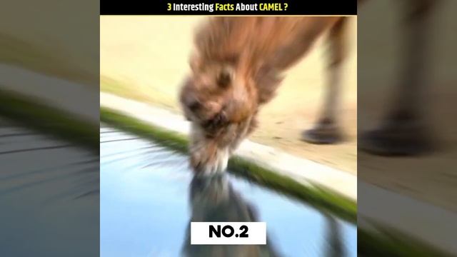3 Interesting Facts About CAMEL !