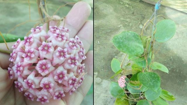 🌵🌵Em bán chậu cẩm cù to bự này nhe (180k) - Cây phong thủy смотреть онлайн