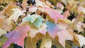 ФУТАЖ-ОСЕННИЙ КЛЁН