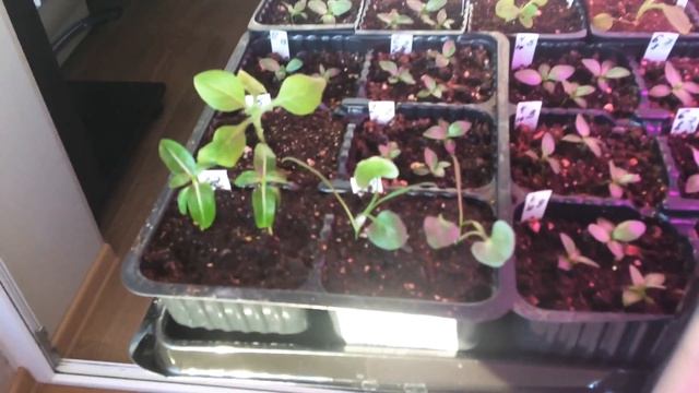 Рассада 13.02.18