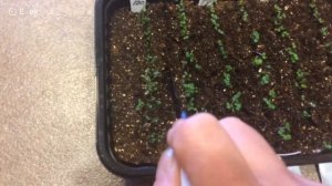 ГОДЕЦИЯ 21.02.18 Посев и всходы