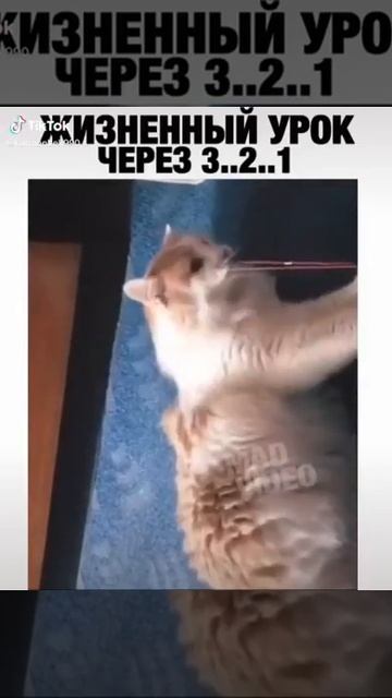 Кот против резинки